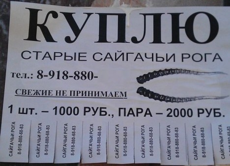 Куплю Рога сайгаков / для чего их скупают?   saigak 468x338