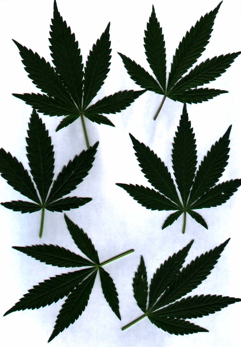 Листочки марихуаны очищение легких от марихуаны