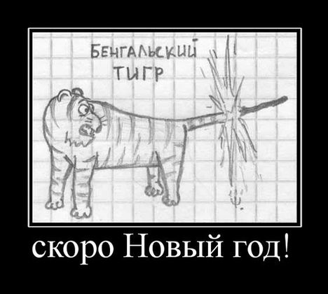 tigr - Бенгальский тигр :D