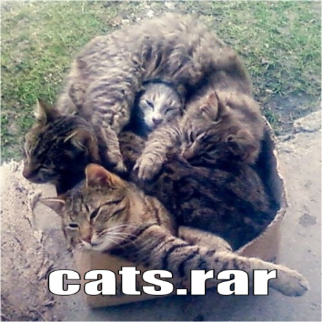 catsrar 468x468 - Cats.rar